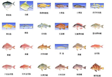 魚類大全